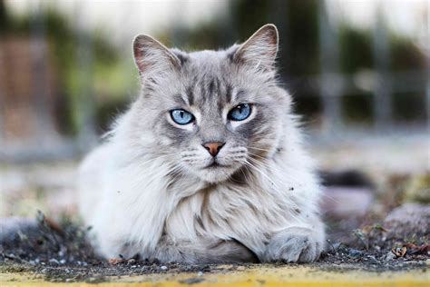 14 Cute Cat Breeds Anyone Will Love