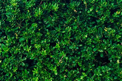 Pittosporum Hedge: 7 Best Pittosporum Varieties For Hedges