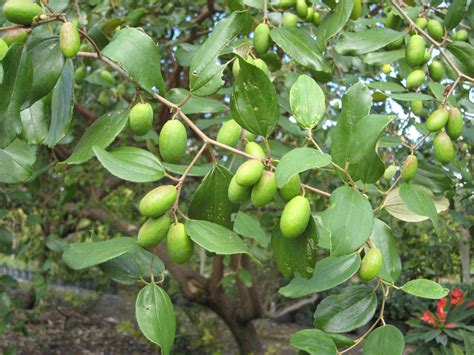 Under The Jakfruit Tree - Richard Lyons Nursery, Inc.