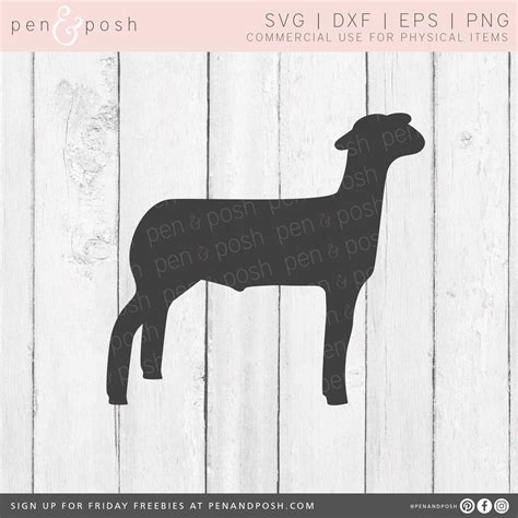 Show Lamb SVG Show Sheep SVG Lamb Clipart Market Lamb | Etsy