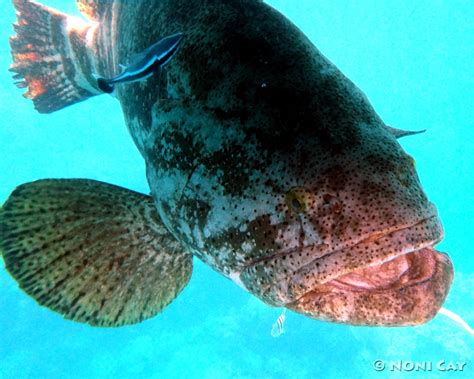 Atlantic Goliath Grouper | Noni Cay Photography