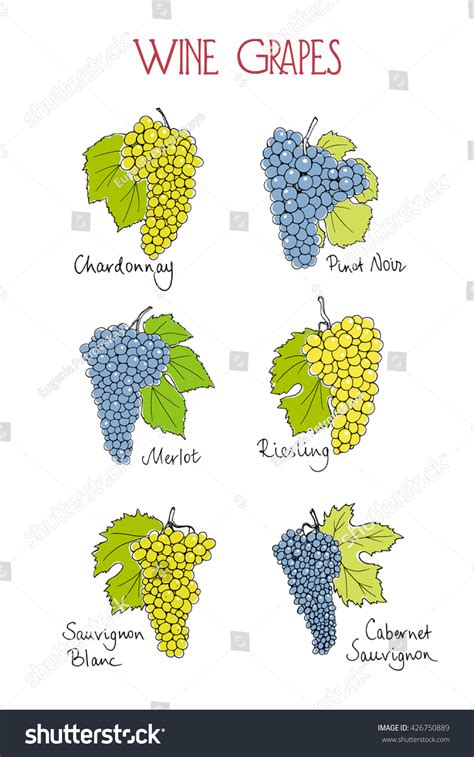 Vector Visual Guide Wine Grape Varieties Stock Vector (Royalty Free) 426750889 | Shutterstock