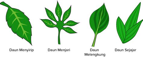 Detail Contoh Tulang Daun Menyirip Koleksi Nomer 3