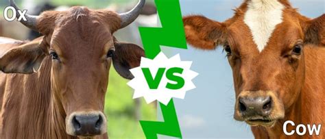 Ox vs Cow: What Are the Differences? - IMP WORLD