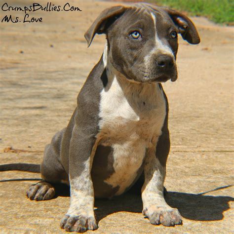 American Bully Pitbull Puppy for sale (Ms Love) | Crump's Bullies, LLC World's #1 XL XXL ...