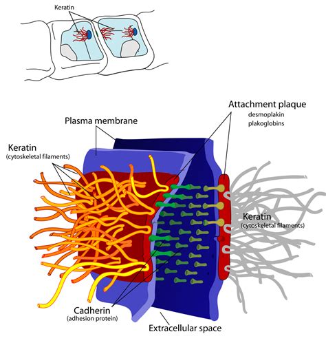 Desmosome - Wikipedia