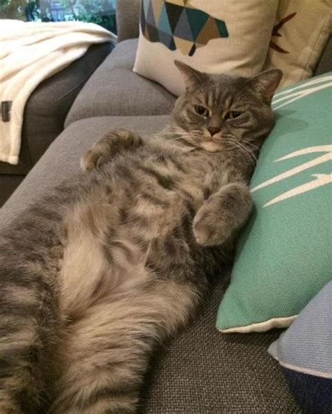 Meatball the Fat Cat Kept Eating Everyone's Food, so His Owners Came up with a Clever Solution