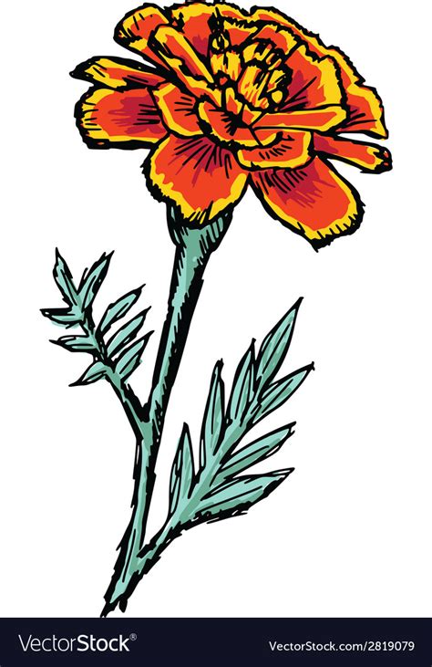 Marigold Royalty Free Vector Image - VectorStock