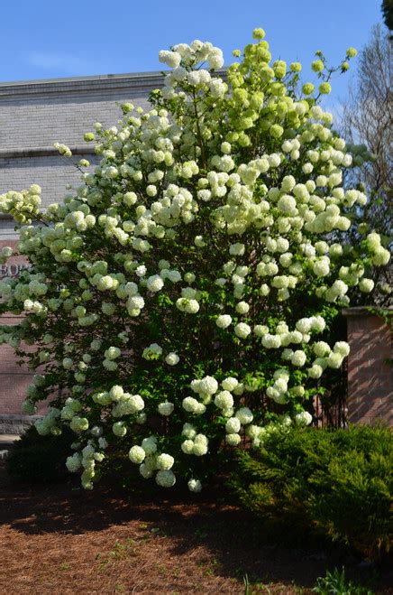 Viburnum Eastern Snowball 3 Gallon - Cofer's Home & Garden