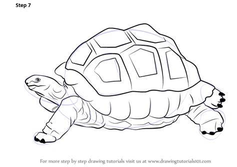 Learn How to Draw a Tortoise (Zoo Animals) Step by Step : Drawing Tutorials