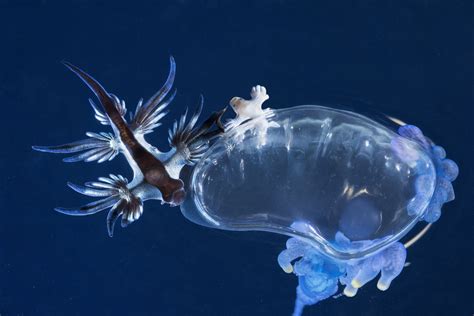 Glaucus Atlanticus