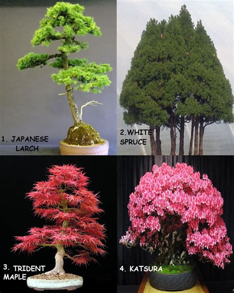 Amazon.com : Huge Bonsai Pack 12 Types oF Trees Over 110+ Seeds ! Rare ...