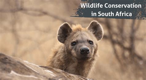 New Online Course Release: Wildlife Conservation in South Africa - The Expedition Project