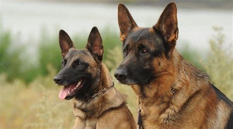 Belgian Malinois or German Shepherd: Comparison Guide