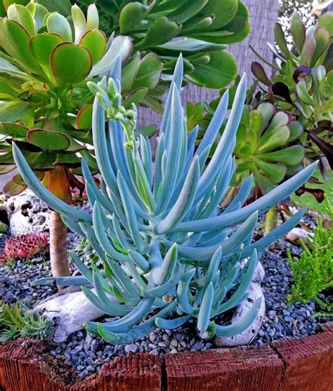 5 Best Outdoor Succulents - Improve Your Garden Scenery Now