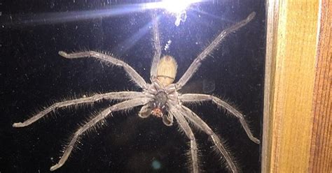 Australian Giant Huntsman Spider Is So Big It Scared Away A Cat - 9GAG