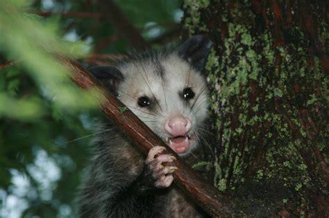 Opossum Removal and Control | Animal Control Specialists