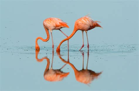 Watch: Flamingos Add a Dash of Color to the Florida Everglades | Audubon