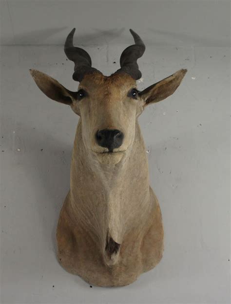 20th Century Large African Giant Eland Taxidermy Shoulder Mount Antlers