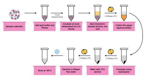 RNA Extraction: Principle, Procedure, Protocol and Importance – Genetic Education