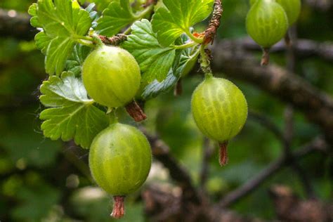 Gooseberry On The Bush In The Garden Free Stock Photo - Public Domain Pictures