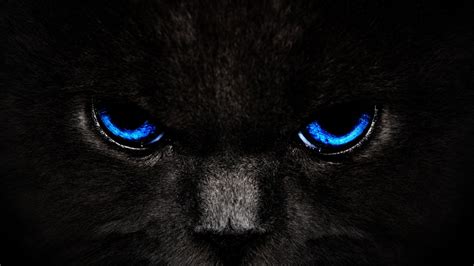 🔥 [40+] Black Cat Eyes Wallpapers | WallpaperSafari