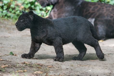 wild Cat, Wildlife, Panther, Black Panther, Baby Animals, Cubs ...