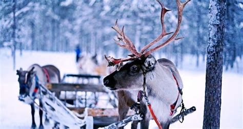 11 Fun Facts About Reindeer | Fact City