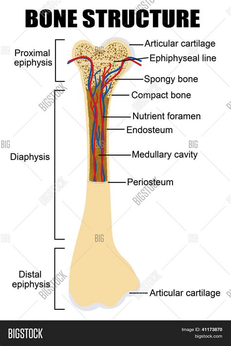 Diagram Human Bone Vector & Photo (Free Trial) | Bigstock