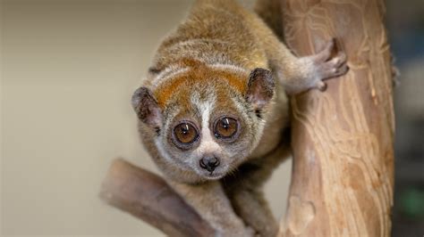 Pygmy Slow Loris | San Diego Zoo Animals & Plants