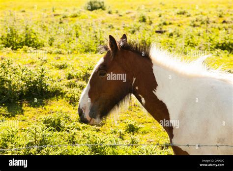 Shire horse foal Stock Photo - Alamy