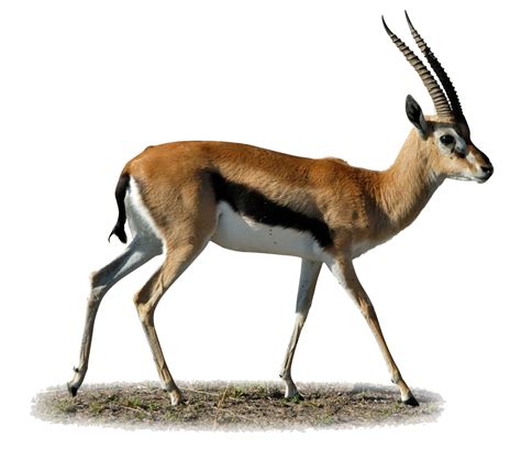 Gazelle Diagram