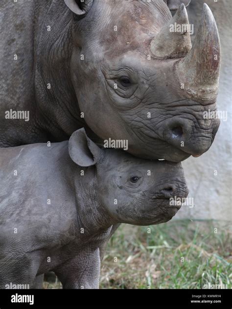 black rhinoceros mother and baby at Cincinnati zoo Stock Photo - Alamy