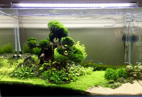 Introducing plants in a fish-only tank - Bunnycart Blog