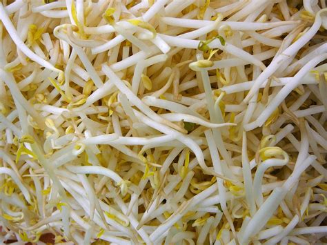 Mung bean sprouts - Recipes Wiki