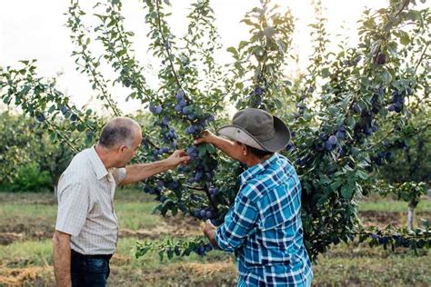 How to Prune a Plum Tree - Minneopa Orchards