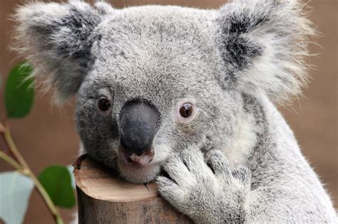 🔥 [80+] Koala Bear Wallpapers | WallpaperSafari