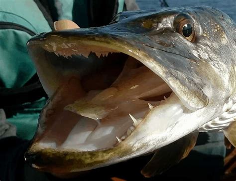 Northern Pike Teeth (Interesting Fish Facts)