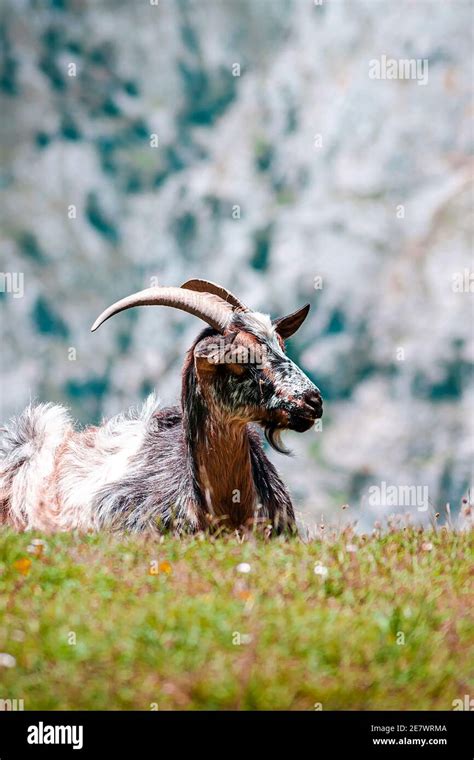 Asturias fauna hi-res stock photography and images - Alamy