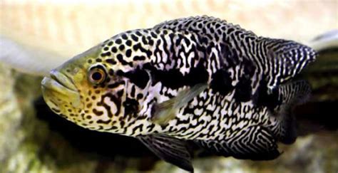 Jaguar Cichlid Care and Breeding Guide - WZaquarium