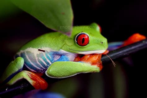 Rainforest frogs: Tree frog silhouetted on a rainforest leaf