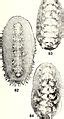 Category:Polyplacophora anatomy - Wikimedia Commons