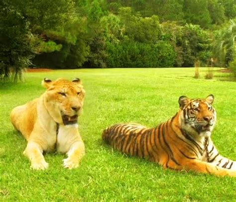 Liger Vs Tiger Size