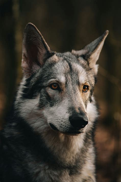 Saarloos Wolfdog Breed: A Unique and Fascinating Canine!