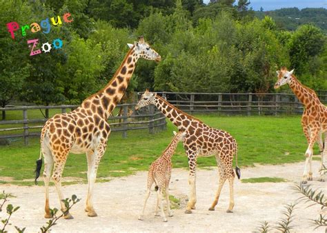 Prague Zoo – a 'must-see' for anyone visiting Prague with Children