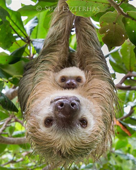 MOM AND SLEEPING BABY SLOTH PHOTO PRINT - The Sloth Conservation Foundation