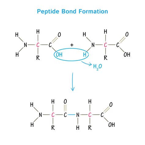 Biochemistry Glossary: Peptide Bond Formation | ditki medical & biological sciences