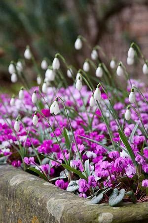 A1 Pictures: Cyclamen Coum - Winter Planting