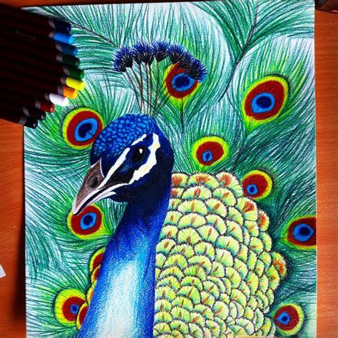 35 Peacock Drawing With Colours - brightonjettyclassicsculptures.com