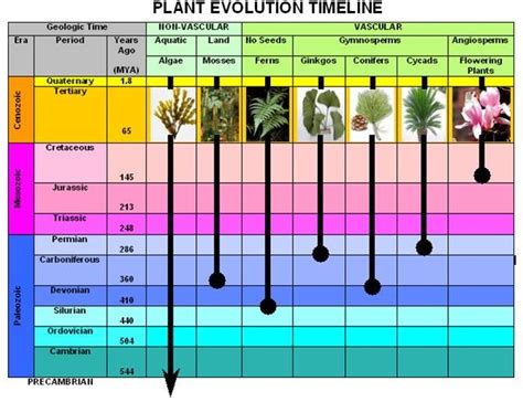 Botanist Backyard: Evolution of Plants